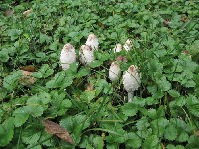 [Thumbnail for fungi2 small.jpg]